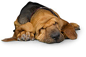 PUP 21 RK0067 01
Bloodhound Sleeping On White Seamless Studio