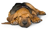 PUP 21 RK0068 01
Bloodhound Sleeping On White Seamless Studio