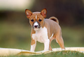 PUP 21 SS0001 01
Basenji Puppy Standing On Yellow Blanket On Grass