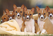 PUP 21 SS0002 01
Basenji Puppies Sitting On Yellow Blanket On Grass