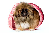 PUP 22 JE0002 01
Pekignese Puppy Standing In Pink Basket Seamless