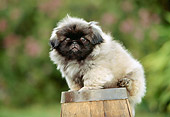 PUP 22 RK0007 11
Pekingese Puppy Sitting On Top Of Wooden Barrel