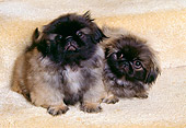 PUP 22 RK0016 02
Two Pekingese Puppies Sitting Together On Stairs