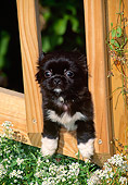 PUP 22 CE0001 01
Pekingese Puppy Peeking Through Fence By Alyssum Flowers