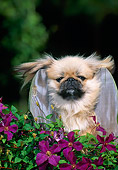 PUP 22 CE0002 01
Pekingese Puppy Peeking Through Fence By Purple Flowers