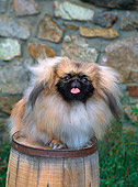 PUP 22 CE0003 01
Pekingese Puppy Sitting On Barrel By Stone Wall