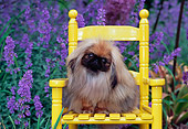 PUP 22 CE0004 01
Pekingese Puppy Sitting On Yellow Chair By Purple Flowers