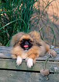 PUP 22 CE0005 01
Pekingese Puppy Laying On Crate By Rope And Tall Grass