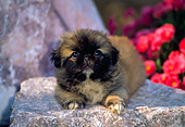 PUP 22 CE0006 01
Pekingese Puppy Laying On Rock By Pink Flowers