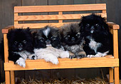 PUP 22 CE0007 01
Four Pekingese Puppies Laying On Wooden Bench