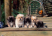 PUP 22 CE0008 01
Five Pekingese Puppies Laying On Wooden Dock