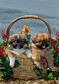 PUP 22 CE0009 01
Two Pekingese Puppies Sitting In Basket By Red Flowers