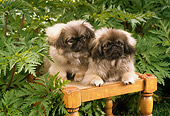 PUP 22 RC0001 01
Two Pekingese Puppies Sitting On Stool In Lush Garden