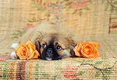 PUP 22 RC0003 01
Pekingese Puppy Laying On Mat By Two Orange Roses Studio