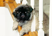PUP 22 RK0004 01
Pekingese Puppy Laying On Stair Railing