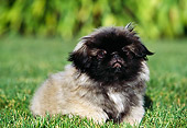 PUP 22 RK0012 01
Pekingese Puppy Sitting On Grass Facing Camera