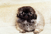 PUP 22 RK0013 01
Pekingese Puppy Sitting On Stairs