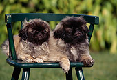 PUP 22 RK0015 02
Two Pekingese Puppies Sitting Together On Chair Outside By Grass And Bushes