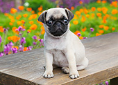 PUP 23 BK0002 01
Pug Puppy Sitting On Bench By Poppies