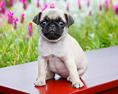 PUP 23 BK0003 01
Pug Puppy Sitting On Red Bench By Pink Flowers