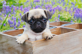 PUP 23 BK0004 01
Pug Puppy Sitting In Planter Box By Flowers