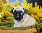 PUP 23 BK0005 01
Pug Puppy Sitting In Basket By Yellow Flowers