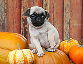 PUP 23 BK0006 01
Pug Puppy Sitting On Pumpkins