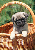 PUP 23 CE0015 01
Pug Puppy Sitting In Wicker Basket By Pines