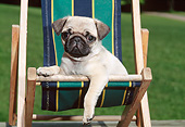 PUP 23 CE0016 01
Pug Puppy Laying On Deck Chair