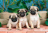 PUP 23 CE0018 01
Three Pug Puppies Sitting On Brick Patio By Plants