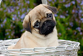 PUP 23 LS0001 01
Close-Up Of Pug Puppy Sitting In Basket