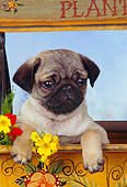 PUP 23 RK0018 05
Head Shot Of Pug Puppy Sitting In Flower Cart Studio