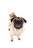 PUP 23 RK0025 13
Pug