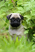 PUP 23 SS0001 01
Portrait Of Pug Puppy Sitting In Grass