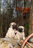 PUP 23 CE0001 01
Two Pug Puppies Sitting On Woodpile By Wheel