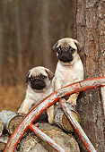 PUP 23 CE0001 02
Two Pug Puppies Sitting On Woodpile By Wheel