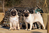 PUP 23 CE0004 01
Two Pug Puppies Standing On Dock By Lobster Trap