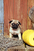PUP 23 CE0005 01
Pug Puppy Standing On Dock By Net And Boathouse