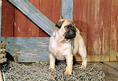 PUP 23 CE0006 01
Pug Puppy Standing On Dock By Net And Boathouse