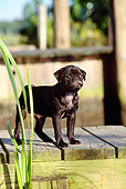 PUP 23 CE0007 01
Pug Puppy Standing On Dock By Reeds