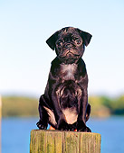 PUP 23 CE0008 01
Pug Puppy Sitting On Wooden Post By Water Blue Sky