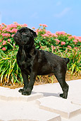 PUP 23 CE0009 01
Pug Puppy Standing On Concrete Border By Flowerbed