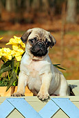 PUP 23 CE0010 01
Pug Puppy Standing In Planter With Blue Lattice