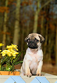 PUP 23 CE0011 01
Pug Puppy Standing In Planter With Blue Lattice