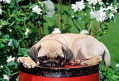 PUP 23 CE0012 01
Pug Puppy Laying On Top Of Red Barrel By White Flowers