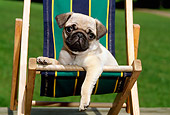 PUP 23 CE0014 01
Pug Puppy Laying On Striped Beach Chair By Grass