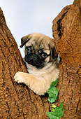 PUP 23 FA0002 01
Shoulder Shot Of Pug Puppy Sitting Fork Of Tree