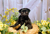 PUP 23 FA0003 01
Pug Puppy Sitting In Hay Wreath By Yellow Flowers And Barn