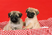 PUP 23 FA0004 01
Two Pug Puppies Sitting On Red Checked Cloth In Basket