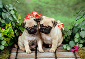 PUP 23 FA0005 01
Two Pug Puppies Sitting On Mat By Flowers And Foliage